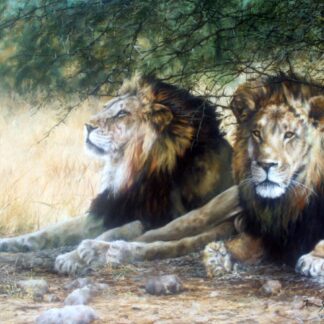 Kings at Rest – Bushveld Lions